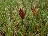 Blysmus rufus 17, Rode bies Saxifraga-Ed Stikvoort