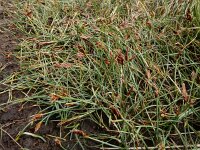 Blysmus rufus 18, Rode bies Saxifraga-Ed Stikvoort