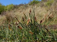 Blysmus rufus 19, Rode bies Saxifraga-Ed Stikvoort