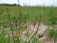 Blysmus rufus 2, Rode bies, Saxifraga-Rutger Barendse