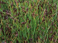 Blysmus rufus 3, Rode bies, Saxifraga-Hans Boll