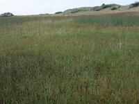 Blysmus rufus 4, Rode bies, Saxifraga-Hans Boll