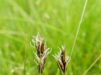 Blysmus rufus 5, Rode bies, Saxifraga-Rutger Barendse