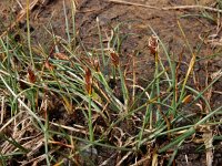 Blysmus rufus 6, Rode bies Saxifraga-Ed Stikvoort