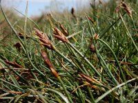 Blysmus rufus 7, Rode bies Saxifraga-Ed Stikvoort