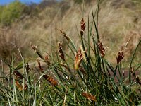 Blysmus rufus 8, Rode bies Saxifraga-Ed Stikvoort