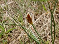 Blysmus rufus 9, Rode bies Saxifraga-Ed Stikvoort
