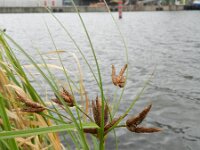 Bolboschoenus laticarpus 2, Oeverbies, Saxifraga-Rutger Barendse