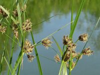 Bolboschoenus laticarpus 3, Oeverbies, Saxifraga-Jelle van Dijk