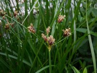 Bolboschoenus laticarpus 4, Oeverbies, Saxifraga-Ed Stikvoort