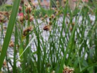 Bolboschoenus laticarpus 5, Oeverbies, Saxifraga-Ed Stikvoort