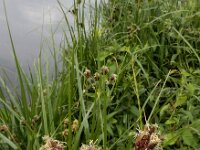 Bolboschoenus laticarpus 6, Oeverbies, Saxifraga-Ed Stikvoort