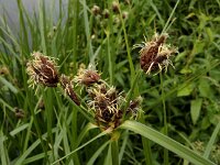 Bolboschoenus laticarpus 7, Oeverbies, Saxifraga-Ed Stikvoort