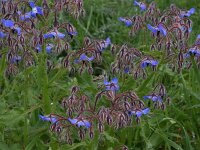 Borago officinalis 32, Bernagie, Saxifraga-Harry Jans