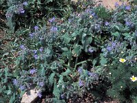 Borago officinalis 35, Bernagie, Saxifraga-Jan van der Straaten