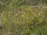 Botrychium lunaria 57, Gelobde maanvaren, Saxifraga-Willem van Kruijsbergen