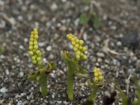 Botrychium lunaria 58, Gelobde maanvaren, Saxifraga-Willem van Kruijsbergen