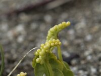 Botrychium lunaria 59, Gelobde maanvaren, Saxifraga-Willem van Kruijsbergen