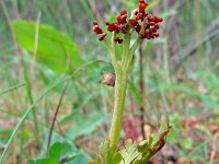 Botrychium matricarifolium