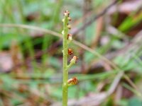 Botrychium matricariifolium 3, Vertakte maanvaren, Saxifraga-Hans Grotenhuis