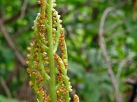 Botrychium virginianum 3, Saxifraga-Hans Gebuis