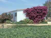 Bougainvillea glabra 3, Saxifraga-Piet Zomerdijk