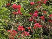 Bougainvillea glabra 4, Saxifraga-Willem van Kruijsbergen
