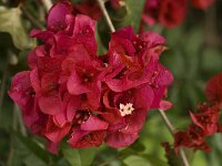 Bougainvillea glabra 5, Saxifraga-Willem van Kruijsbergen