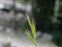 Brachypodium distachyon 2, Saxifraga-Jasenka Topic