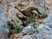 Brassica cretica 2, Saxifraga-Ed Stikvoort