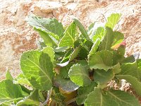 Brassica insularis 1, Saxifraga-Rutger Barendse