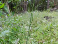 Brassica juncea 10, Sareptamosterd, Saxifraga-Rutger Barendse