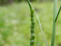 Brassica juncea 11, Sareptamosterd, Saxifraga-Rutger Barendse