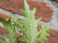 Brassica juncea 12, Sareptamosterd, Saxifraga-Rutger Barendse
