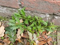 Brassica juncea 13, Sareptamosterd, Saxifraga-Rutger Barendse