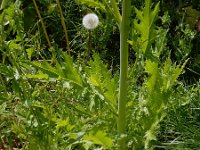 Brassica juncea 14, Sareptamosterd, Saxifraga-Ed Stikvoort