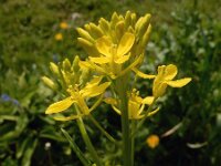 Brassica juncea 15, Sareptamosterd, Saxifraga-Ed Stikvoort