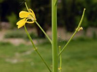 Brassica juncea 16, Sareptamosterd, Saxifraga-Ed Stikvoort