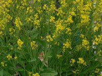 Brassica juncea 17, Sareptamosterd, Saxifraga-Ed Stikvoort