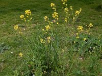 Brassica juncea 18, Sareptamosterd, Saxifraga-Ed Stikvoort