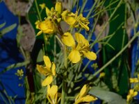 Brassica juncea 19, Sareptamosterd, Saxifraga-Ed Stikvoort