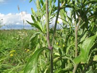 Brassica juncea 2, Sareptamosterd, Saxifraga-Rutger Barendse