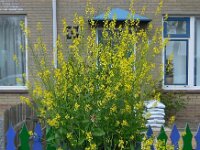 Brassica juncea 20, Sareptamosterd, Saxifraga-Ed Stikvoort