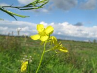 Brassica juncea 3, Sareptamosterd, Saxifraga-Rutger Barendse