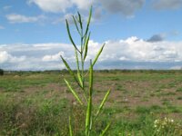 Brassica juncea 4, Sareptamosterd, Saxifraga-Rutger Barendse