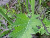 Brassica juncea 5, Sareptamosterd, Saxifraga-Rutger Barendse