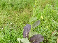 Brassica juncea 6, Sareptamosterd, Saxifraga-Rutger Barendse