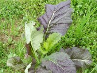 Brassica juncea 7, Sareptamosterd, Saxifraga-Rutger Barendse