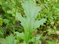 Brassica juncea 8, Sareptamosterd, Saxifraga-Rutger Barendse