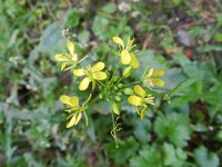 Brassica juncea 9, Sareptamosterd, Saxifraga-Rutger Barendse